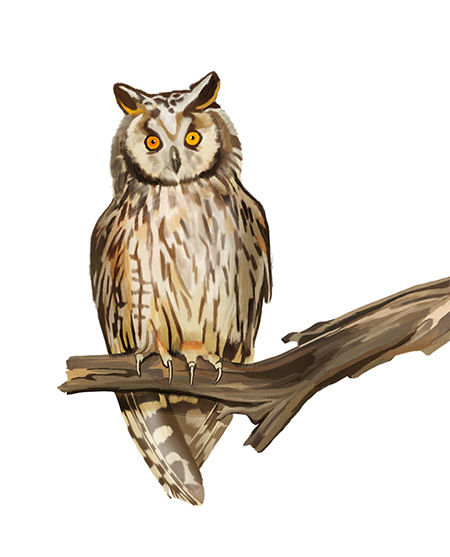 long-eared owl Illustration