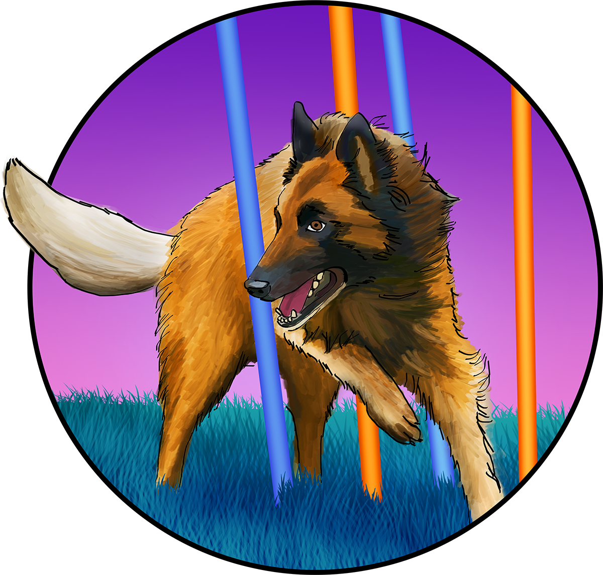 Belgian Tervuren agility illustration