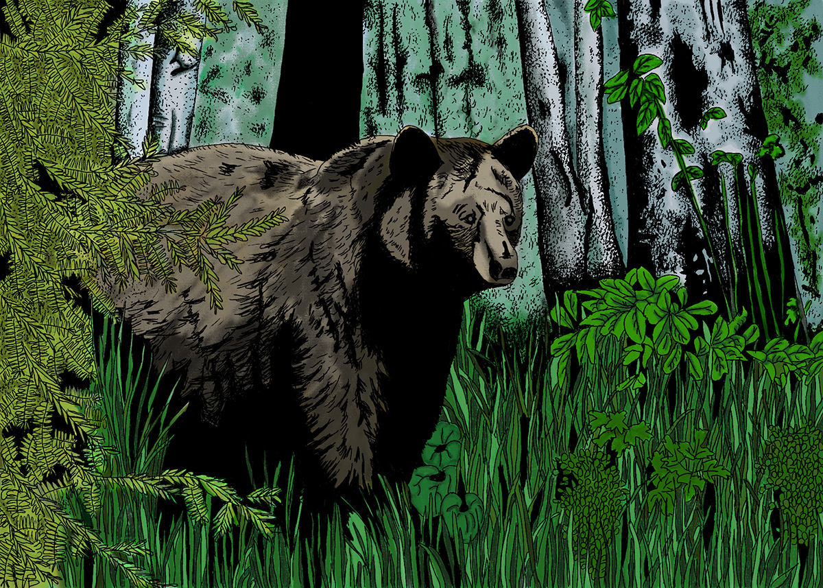 Black Bear wildlife nature painting
