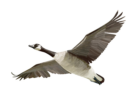 Canadian Goose Illustration