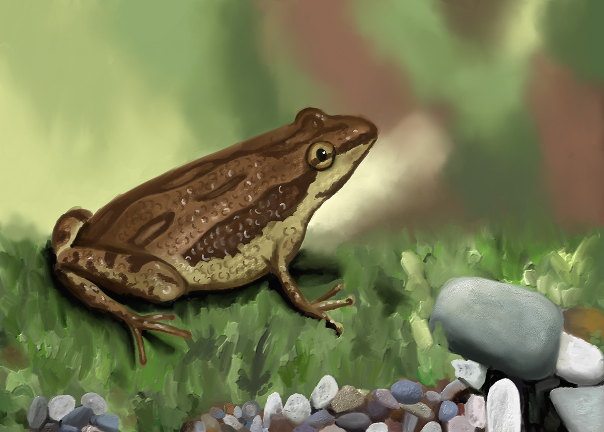 wildlife chorus frog painting