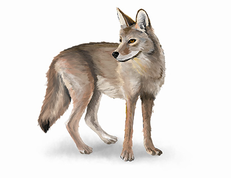 Coyote Illustration