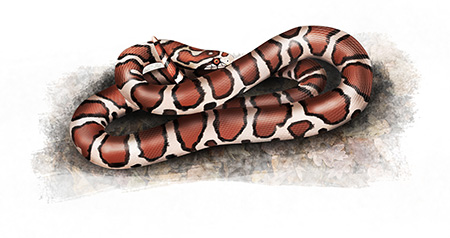 Eastern Milk Snake Illustration