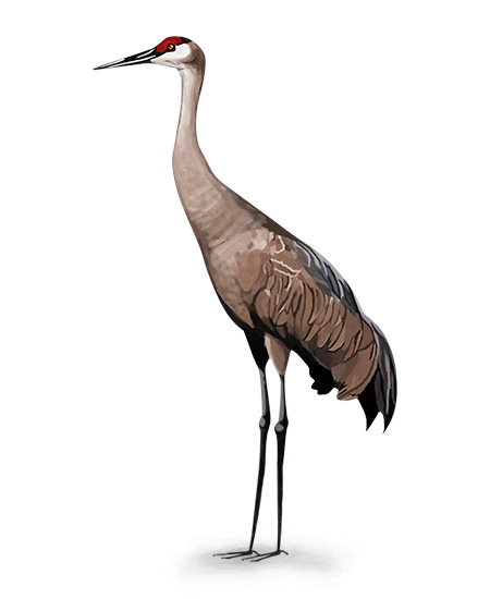 sandhill crane Illustration