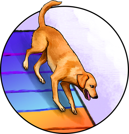 Labrador Retriever agility illustration