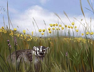 American Badger Illustration