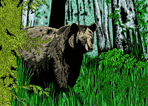 Black Bear Illustration