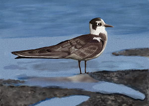 Black Tern Illustration