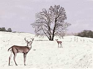White Tail Deer Illustration
