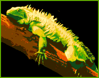 Iguana.gif (6690 bytes)