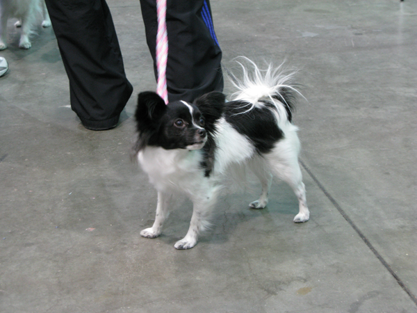 Papillon286