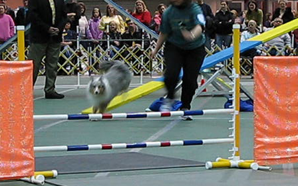 sheltie3