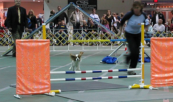 spaniel1