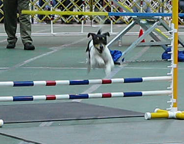 terrier2